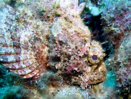 Scorpionfish IMG 7089